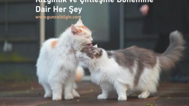 Photo of Kedilerde Kızgınlık Dönemi, Çiftleşme Sürecinde Bilinmesi Gerekenler